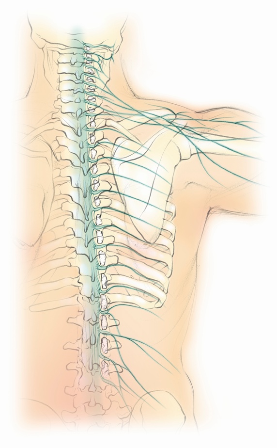 Biomedical illustration of male spine with nervous system