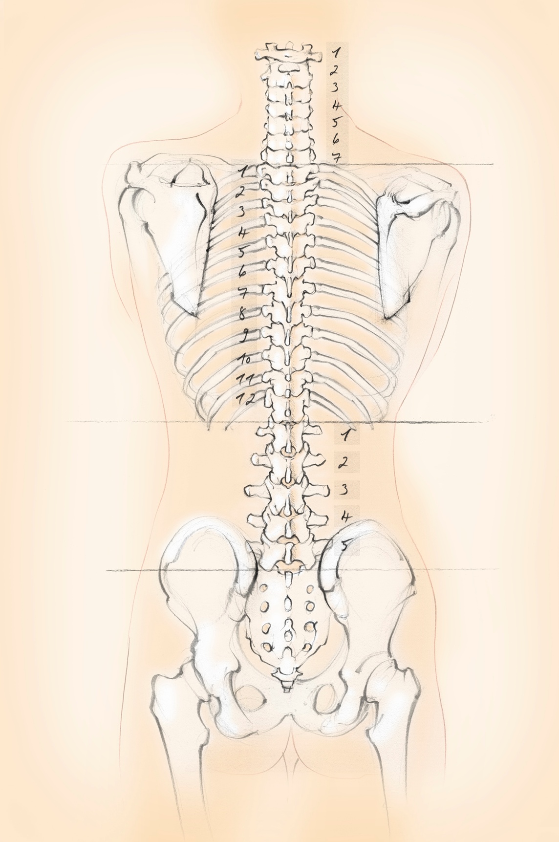 Diagram of the human spine with numbers for cervical, thoracic and