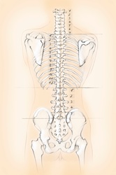 Diagram of the human spine with numbers for cervical, thoracic and lumbar vertebrae