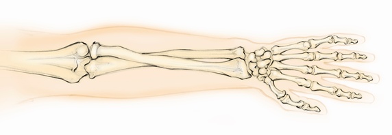 Biomedical illustration of bones in hand and forearm