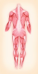Biomedical illustration of muscles in the male human body