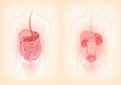 Biomedical illustrations showing male digestive system and urinary system side by side