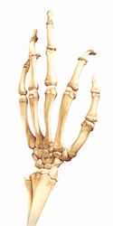Biomedical illustration of bones in the human hand