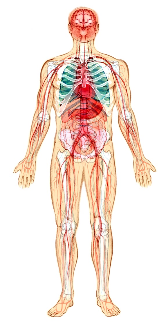 Human skeleton with lymphatic system