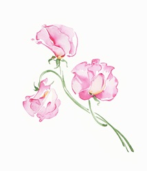Watercolour painting of pink sweet peas