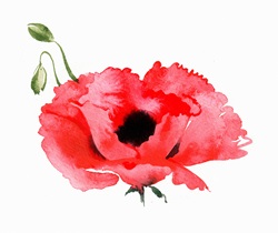 Watercolour painting of red poppy