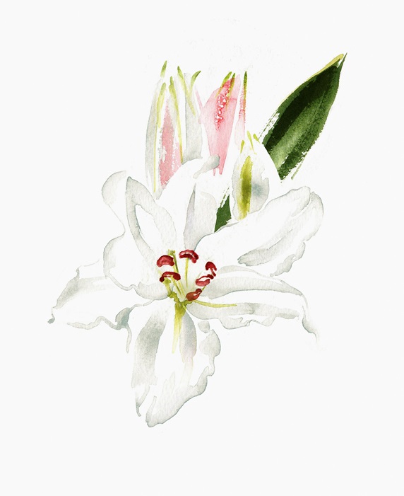 Watercolour painting of white lily