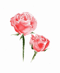 Watercolour painting of two pink roses