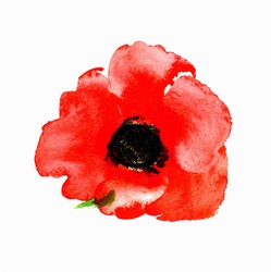 Watercolour painting of red poppy