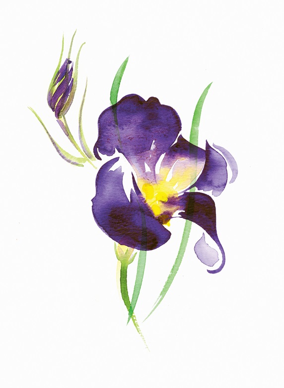 Watercolour painting of purple iris