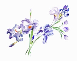 Watercolour painting of purple irises