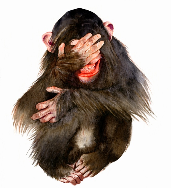 Laughing chimpanzee covering eyes