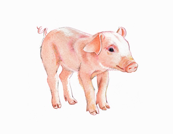 Watercolour painting of cute pink piglet
