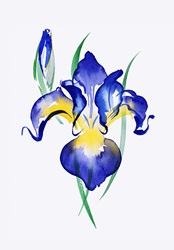Watercolour painting of blue irises