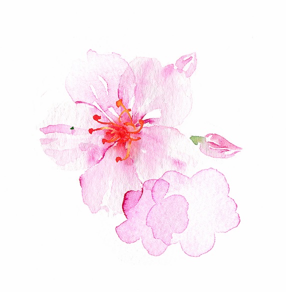 Watercolour painting of pink blossom