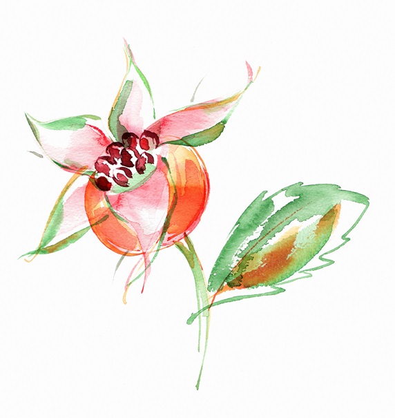 Watercolour painting of rosehip