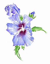 Watercolour painting of hibiscus