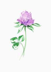Watercolour painting of purple clover