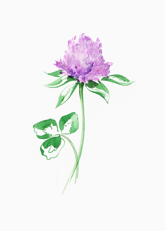 Watercolour painting of purple clover