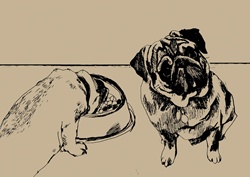 Pug eating from dog bowl