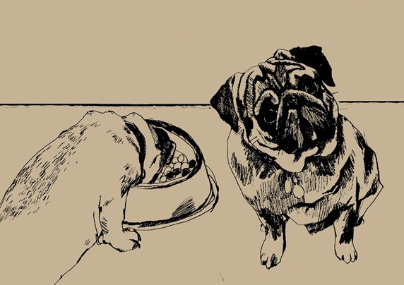 Pug eating from dog bowl