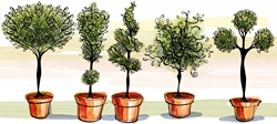 Five potted plants