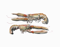 Watercolor painting of two langoustine