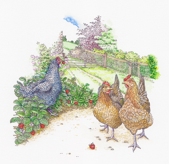 Maran and Welsummer chickens walking and eating strawberries in garden