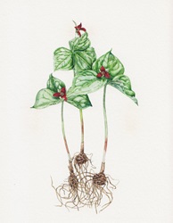 Illustration of Trillium Erectum plant