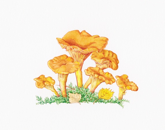 Chanterelle (Cantharellus Cibarius) mushrooms