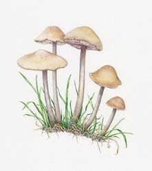 Illustration of fairy ring champignon