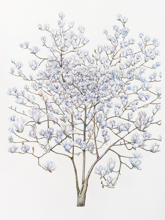 Magnolia tree with blossoms