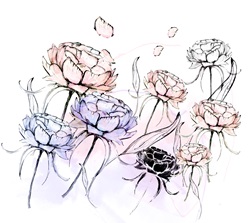 Peony flowers on white backgrounds