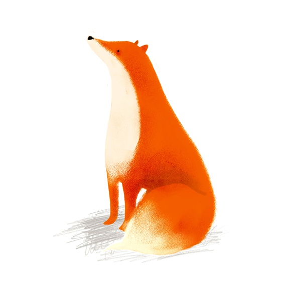 Fox sitting against white background