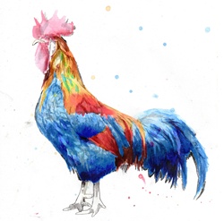 Multi colored rooster on white background