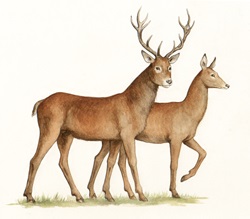 Deer male and female