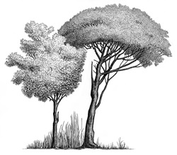Two trees