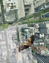 Eagle flying over city