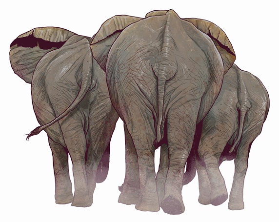 Rear view of elephants walking away