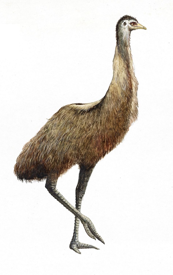 Beige ostrich, white background