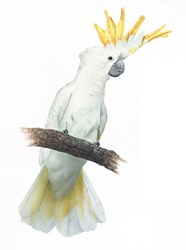 White and yellow parrot perching on branch
