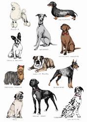 Different breeds of dog