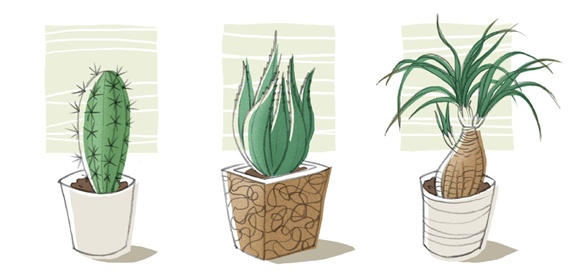 Plants growing in pots