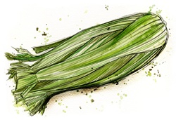 Close-up view of celery