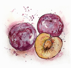 Close up of three plums