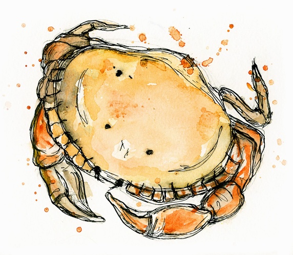 Close up of crab