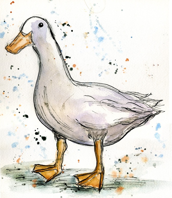Close-up view of duck