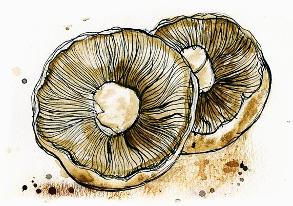 Close up of two mushroom caps