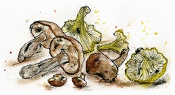 Variety of wild mushrooms