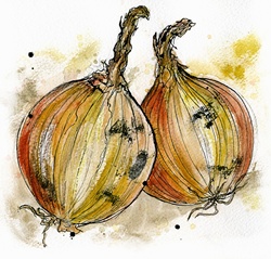 Close up of two onions